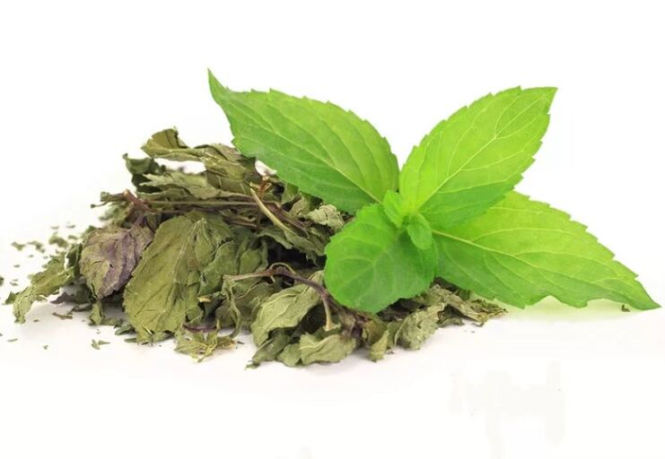 Zielona herbata w Abslim